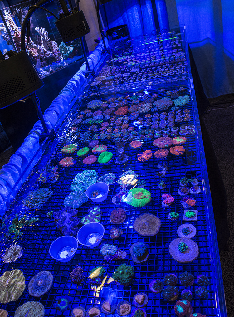 It wouldn't be MACNA without plenty of the hottest corals for sale from vendors all over the US. Here, SD Corals (a local company) showcases some amazing Scolymia, Bounce Mushrooms, and much more
