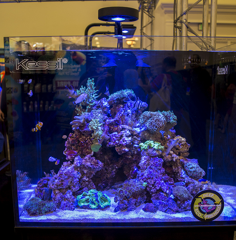 One of the display tanks at Kessil's booth