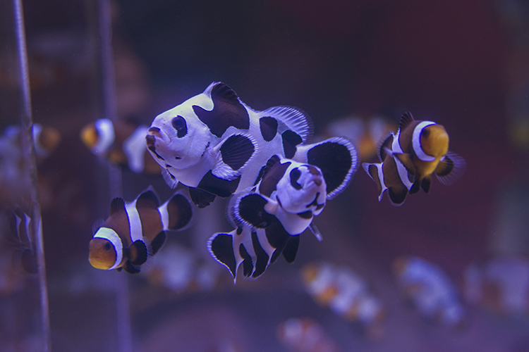 The as-yet-unnamed strain of clownfish developed by Sea & Reef Aquaculture of Maine