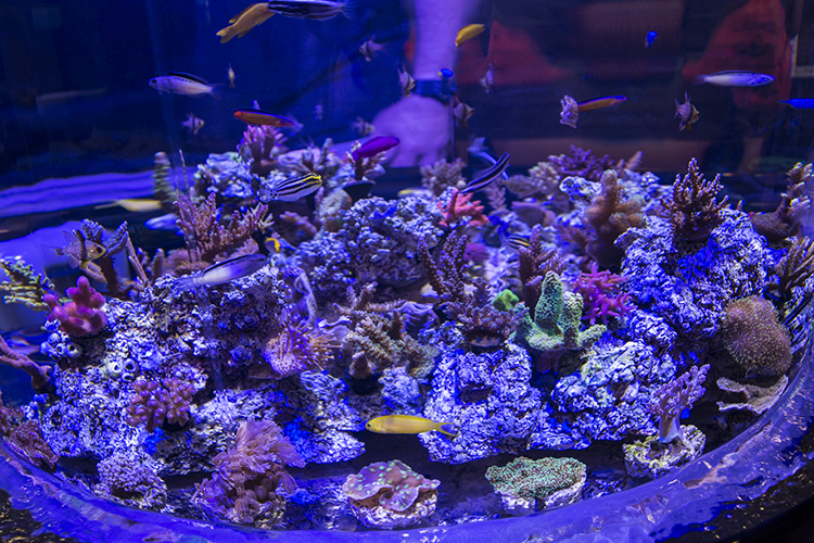 Captive-bred blenny diversity on display at ORA's booth