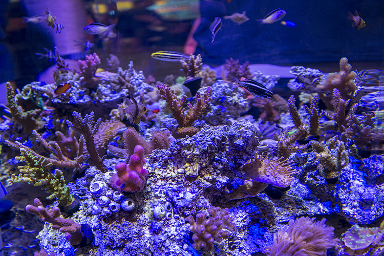 ORA didn't disappoint with their always-impressive edgeless reef display, this year featuring their captive-bred Kamohara Blennies (among many other fish)