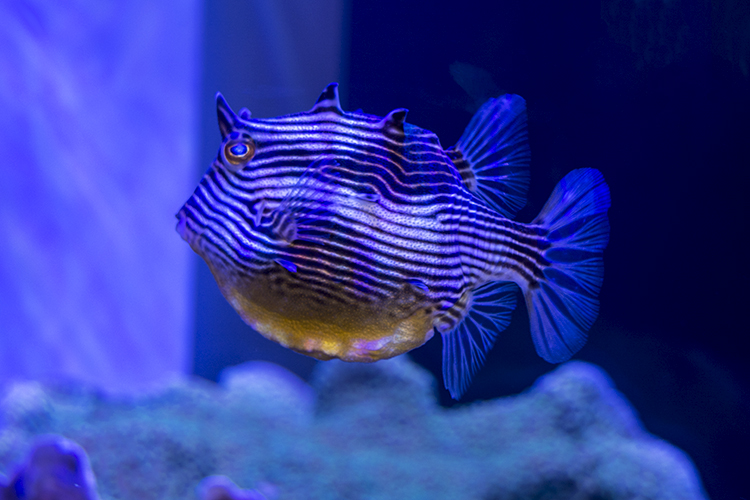 One of the coolest fish on display at MACNA was this Ornate Cowfish from Australia at the Ecotech Marine booth