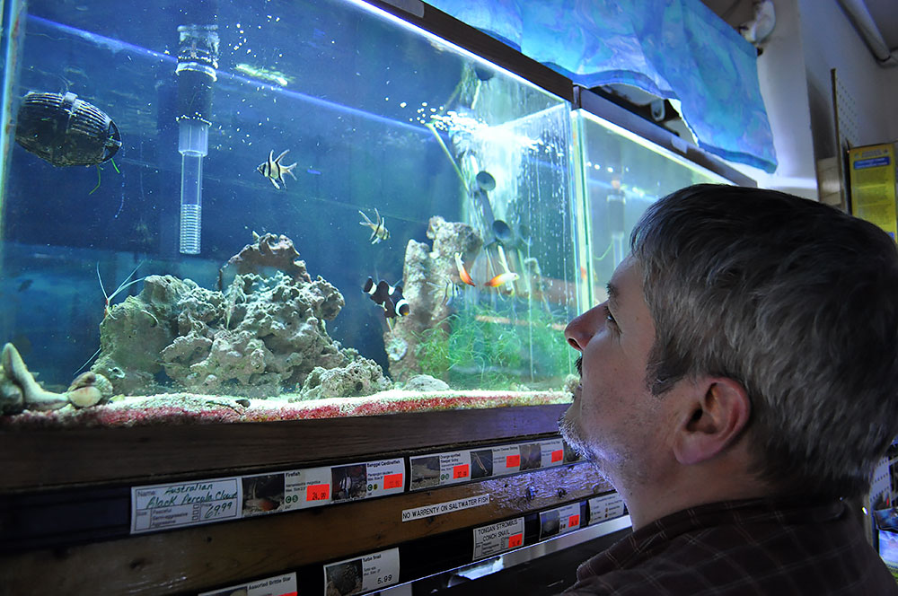 John Kamp at World of Fish in Duluth, MN, inspecting recently arrived Banggai Cardinalfish. The species remains a perennial favorite, generally in the top-10 species imported into the US.