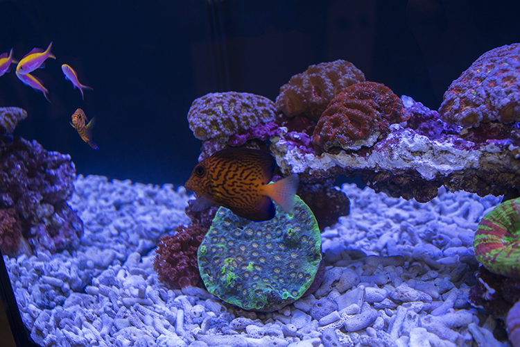 A nice selection of Hawaiian fish in one of Aqua Illumination's displays