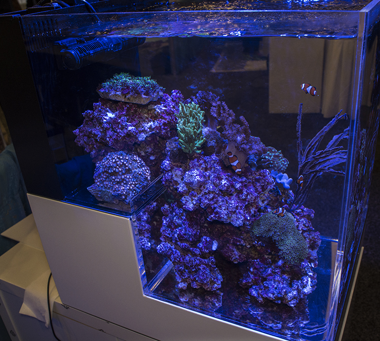 Dropoff-style tanks like this one at the Digital Aquatics booth were a popular display at this year's MACNA
