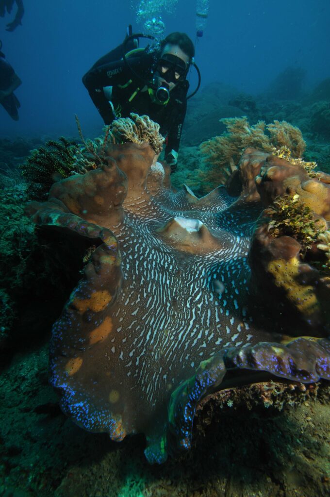 Tridacna gigas - image by Rick Hankinson | CC BY-SA 3.0