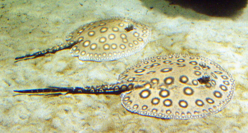 The Ocellate River Stingray or Motoro Stingray, Potamotrygon motoro, is the only freshwater aquarium fish whose aquarium-trade future is being discussed at the upcoming CITES CoP17 meeting. Image by Raimond Spekking, CC BY-SA 4.0
