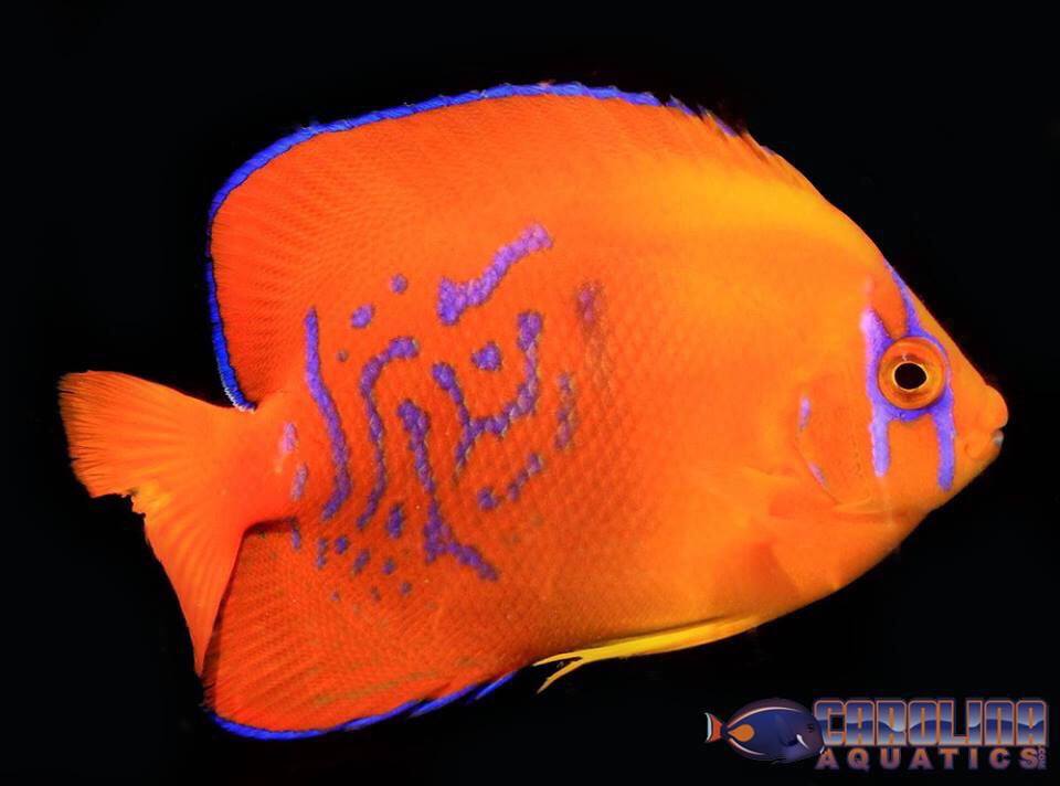 Captive-bred Clarion Angelfish from Bali Aquarich, like this specimen imported by Carolina Aquatics, will now be subjected to CITES permit requirements in order to legally entry the country. Image courtesy Carolina Aquatics