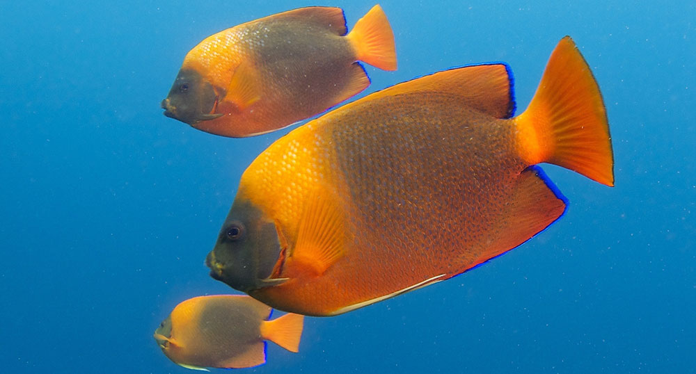 Clarion Angelfish, Holacanthus clarionensis, is a somewhat rare species in the aquarium trade, and is now afforded CITES Appendix II trade regulations. Image by Elias Levy, cropped and rotated, CC-BY-2.0