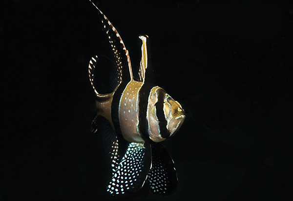 The dazzling Banggai Cardinalfish still poses a dilemma for those who follow its populations in a remote archipelago in Indonesia. Image: Colin Foord.