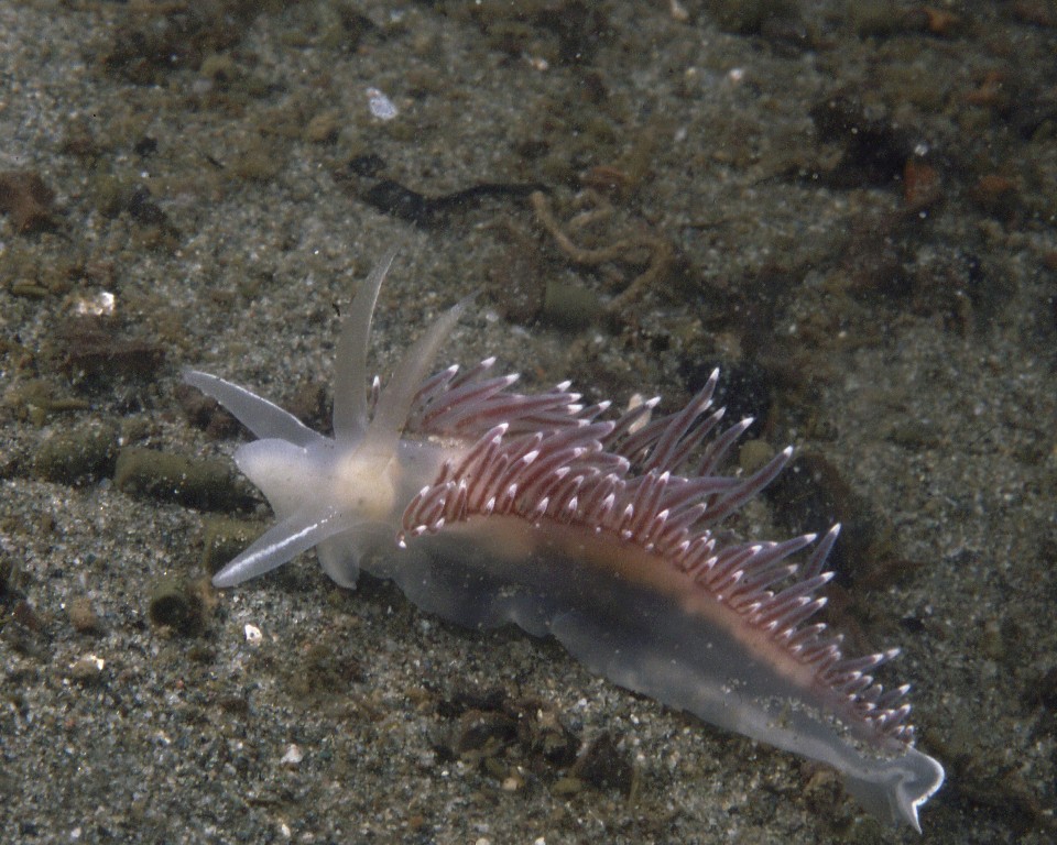 Flabellina trophina