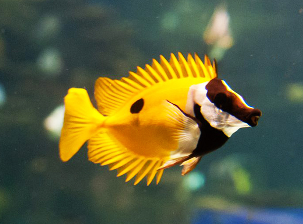 Blotched Foxface, Siganus unimaculatus, the latest non-native marine fish found in Florida’s coastal waters. Image by Matt Chan – CC BY-ND 2.0