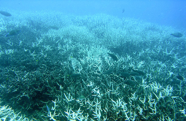 Fields of bleached Acropora in the Great Barrier Reef (photo credit: Wikimedia)