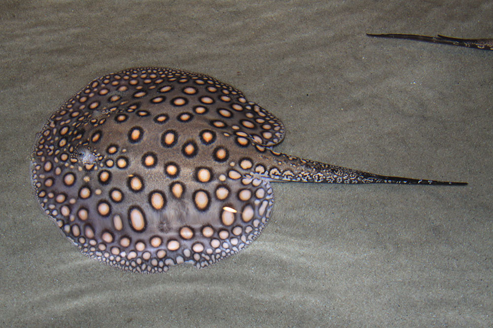 CITES Appendix III listings for Potamotrygon spp. by multiple countries will add a new layer of complexity to the trade in freshwater stingrays. Potamotrygon motoro shown here. Image by Jim Capaldi, retouched, CC BY 2.0