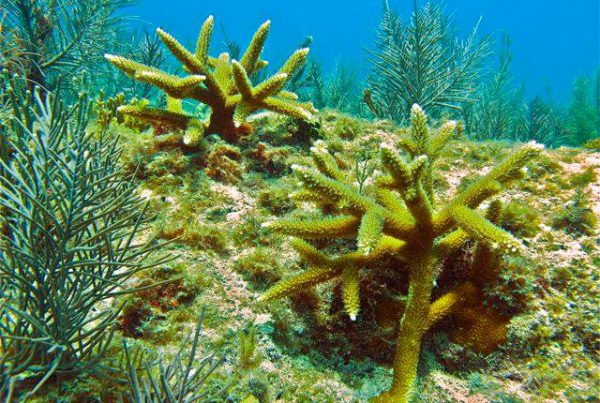 Thriving staghorn coral colonies off Key Largo. These were grown out from frags by Coral Restoration Foundation (photo credit: Les Kaufman)