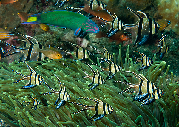 Wild Pterapogon kauderni: Aquarists now can choose between captive bred and wild-collected Banggai Cardinalfish, the latter usually a lower prices. Image: Shutterstock.