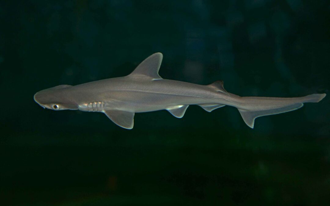 Bonnethead Shark Pups Born at Toledo Zoo & Aquarium