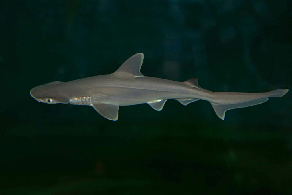 Two-week-old Bonnethead pup at the Toledo Zoo and Aquarium. Image credit: Jay Hemdal