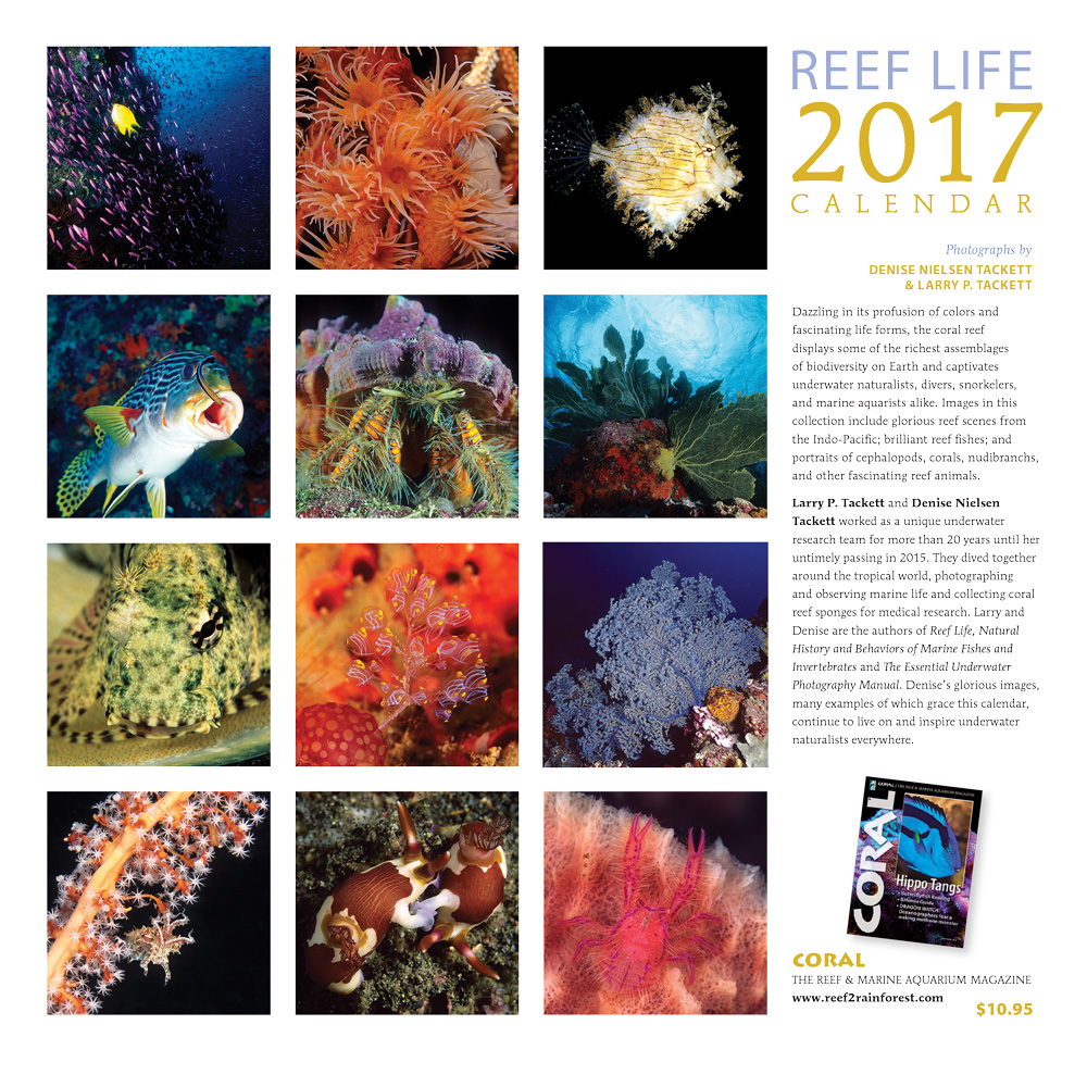 Take a look at all that awaits you in 2017's Reef Life Calendar. Click to order now!