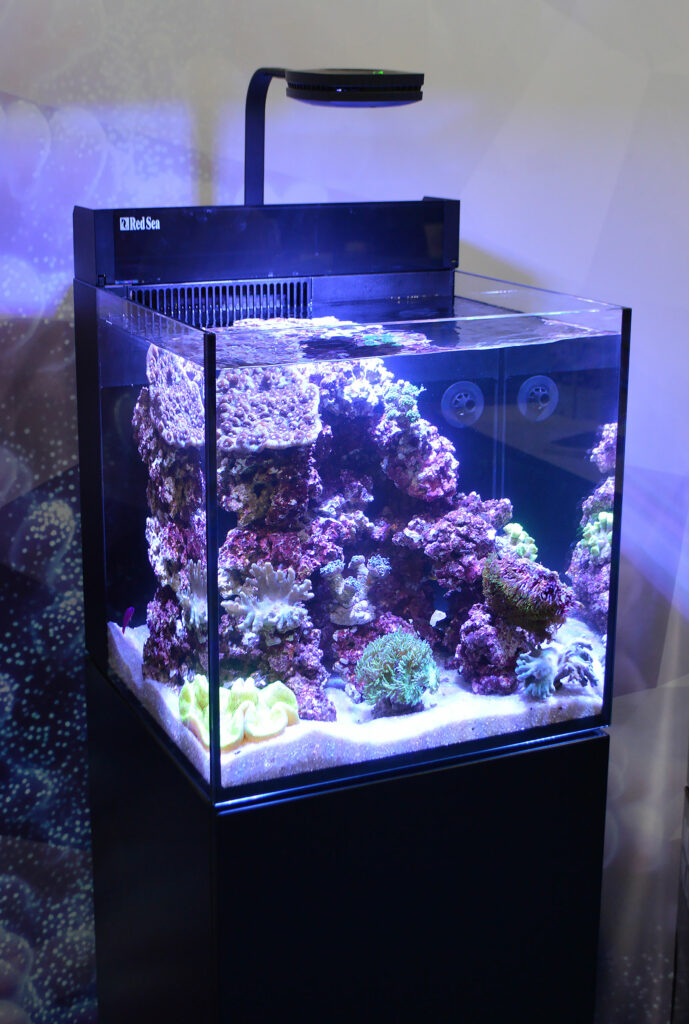 A small reef all dressed up in black at the Red Sea booth.