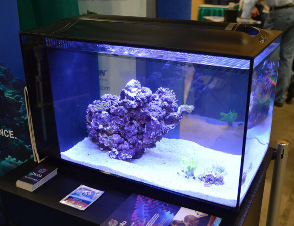 Hidden somewhere in the rockwork was a Biota Aquariums captive-bred Mandarin Dragonet. So cute (if you got to see it)!