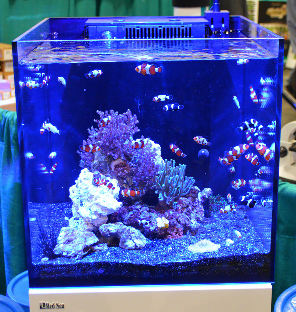 Seven Seas Aquatic Life was showing off many aquacultured clownfish.