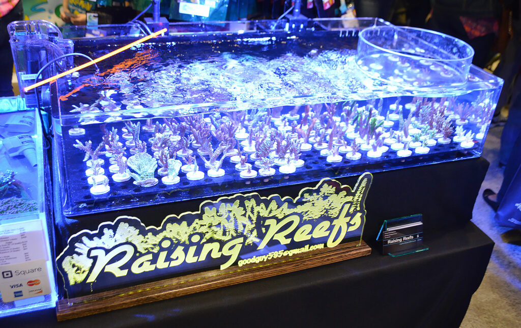 Raising Reefs shared booth space with Aquarium Overload, showing off a wide range of coral frags.