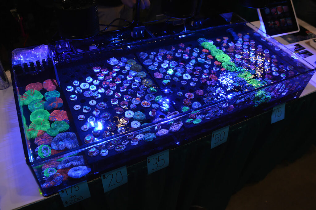 More reef aquarium livestock being offered for sale, these by AcanLord.