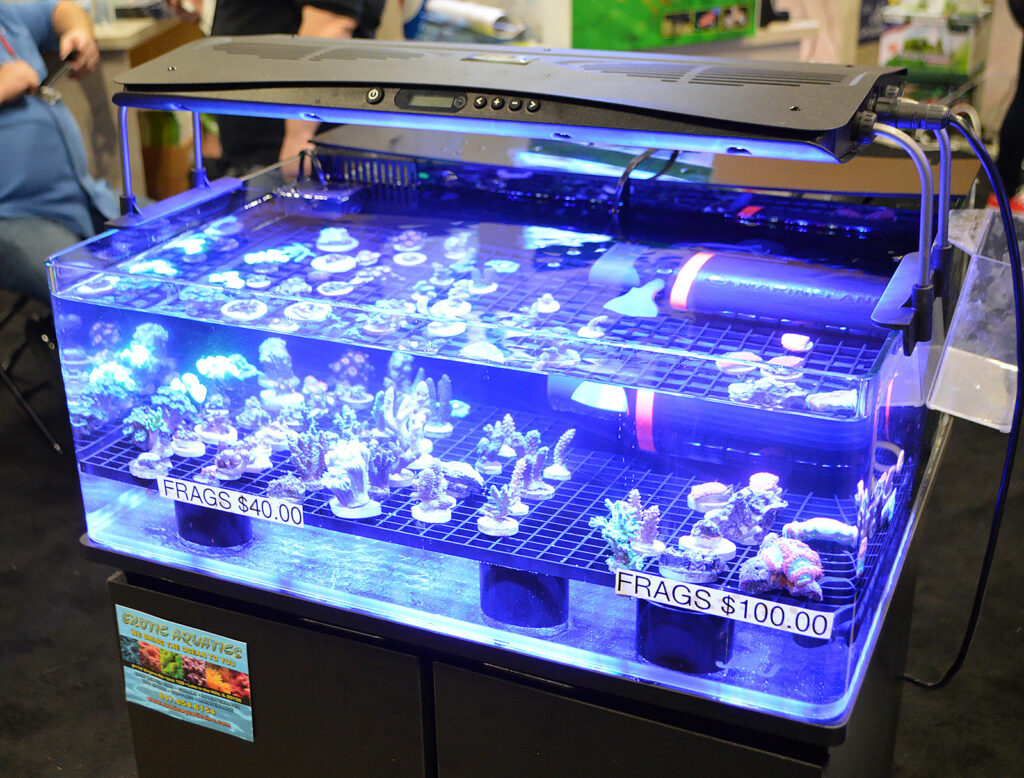 JBJ's frag tank was set up to sell!