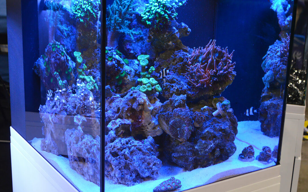 Saltwater Tanks of the Aquatic Experience 2016