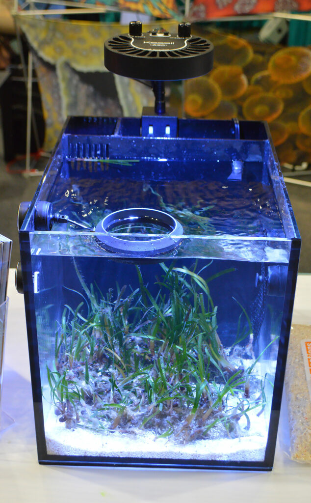 Seagrasses on display at the Two Little Fishies booth.