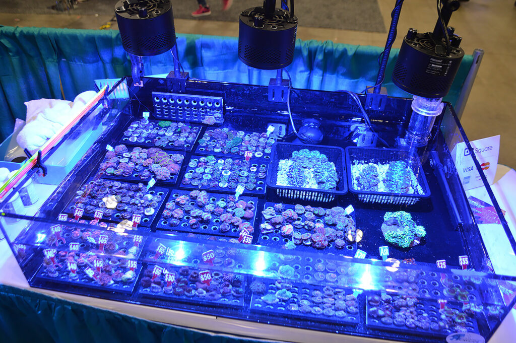 One of three coral frag sale tanks on display by Supreme Reefs.