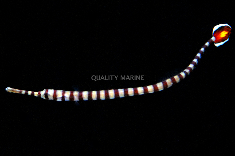 A good look at the latest marine breeding first, captive-bred Glow Tail Pipefish.