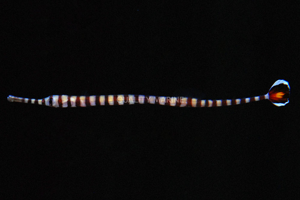 It's easy to understand where this obscure Glow Tail Pipefish gets its common name.