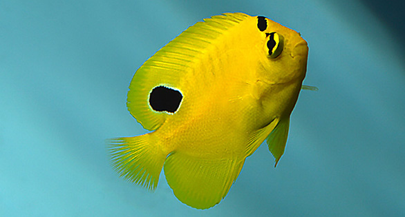 Goldflake Angelfish – Captive-Bred Rarities