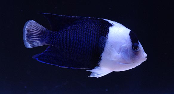 Ghostly Aberrant Bicolor Angel Appears at Quality Marine