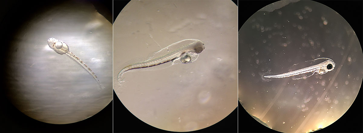 The pre-feeding stage of a larval Blue Reef Chromis, Chromis cyanea, here shown at 0 days post-hatch (dph) at left, 1 dph center, and 2 dph right.