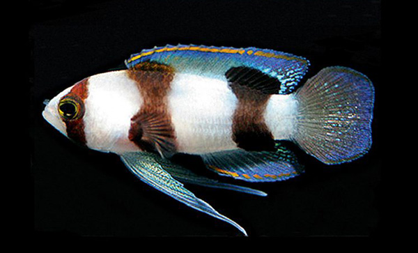 You’ll see this image and recognize the fish as Lipogramma evides, but in actuality, this is the newly-described Lipogramma levinsoni. Image from Curaçao Sea Aquarium, photo by D. Ross Robertson.