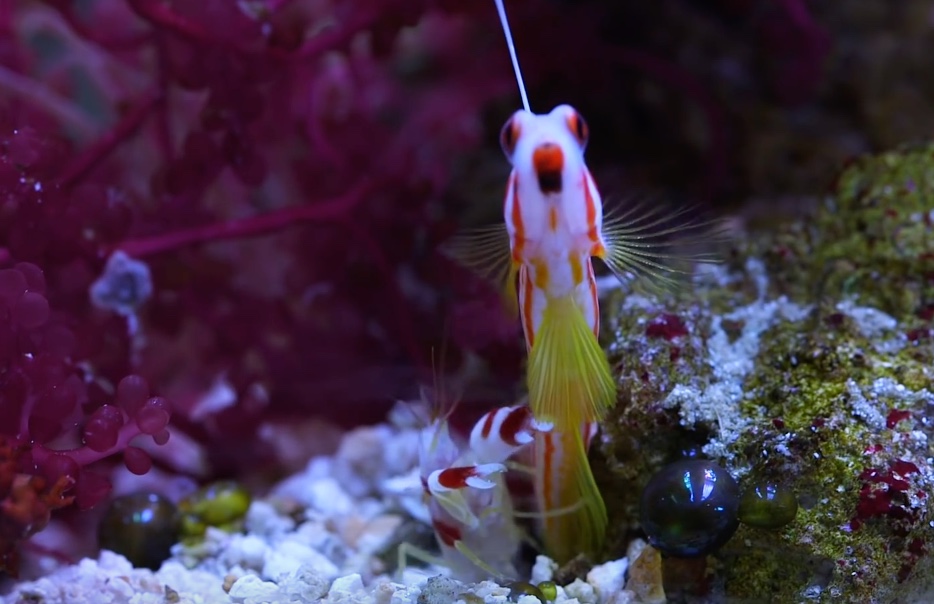 VIDEO: Top 5 Coral Reef Symbiotic Relationships For Your Reef Tank