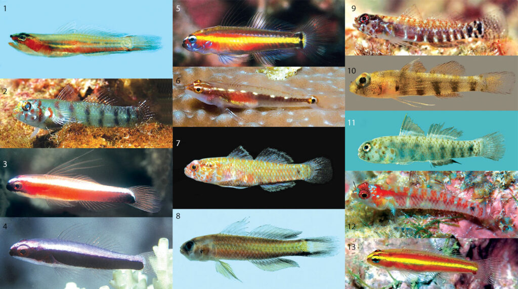 Identifying Eviota Gobies just got a whole lot easier! How many of these can you ID? Download the key and see how many you got right! Image credits (and species IDs) at the end (so if you're playing, no peeking). CC-BY-4.0