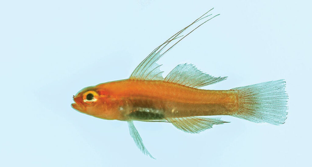 Eviota atriventris, male holotype collected in Palau. Photo by Richard Winterbottom. CC-BY-4.0