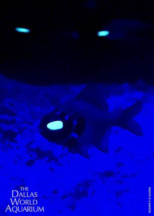 Photoblepharon palpebratus; broodstock Flashlight Fish at the Dallas World Aquarium.