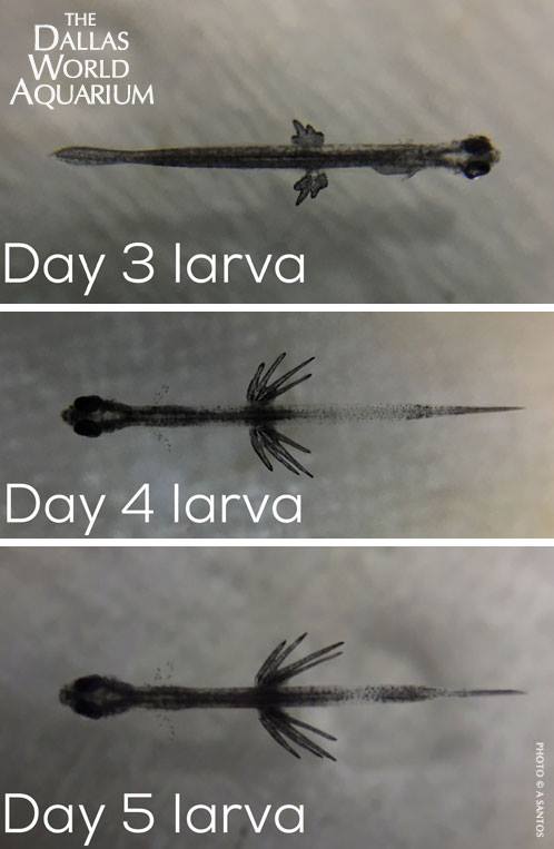 Continued larval development of captive spawned Photoblepharon palpebratus; days 3 through 5 post hatch for a Flashlight Fish.