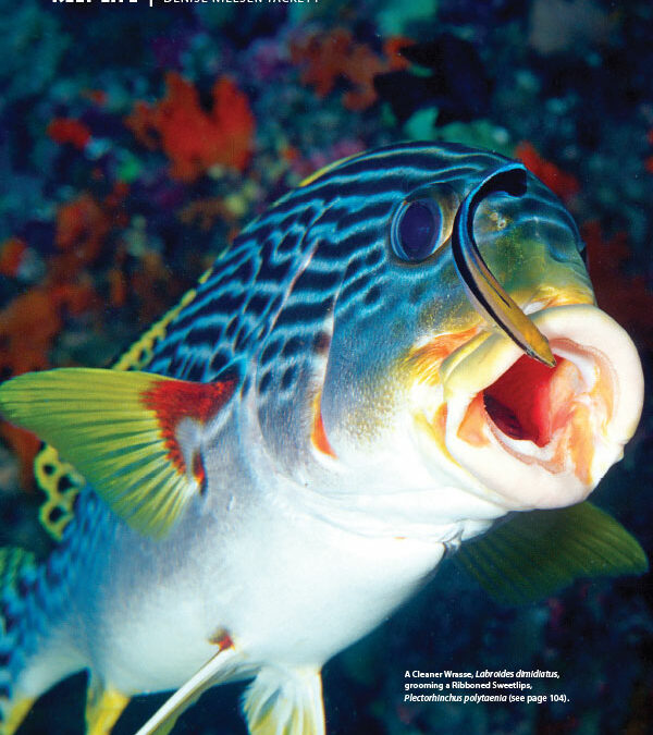 CORAL Errata: Sweetlips Species Misidentification