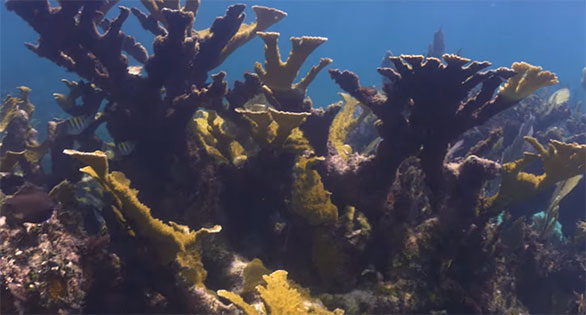 VIDEO: SECORE’s “Saving the Mexican Elkhorn Coral” Trailer