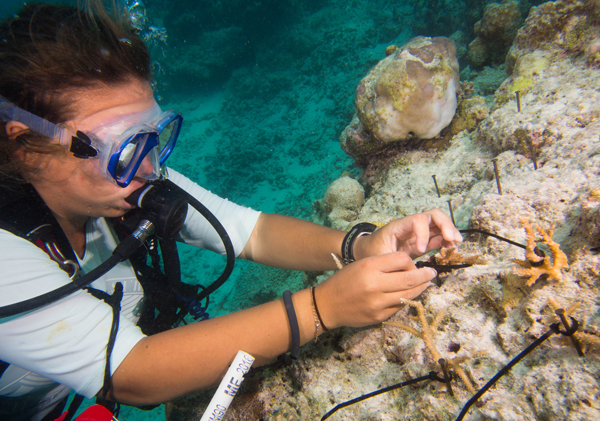 A Coral Reef CPR scientist establishing a coral restoration plot in the Maldives. Coral frags will grow into place on rock, and nails will eventually rust away.