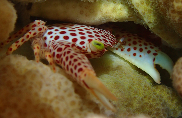 Trapezia crab defending a Pocillopora coral from corallivores