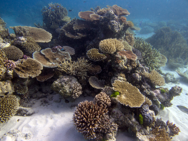 A patch reef displaying the high structure provided by different species of Acropora.