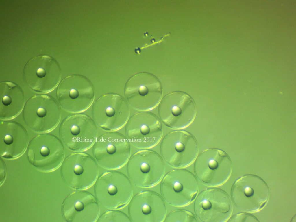 The eggs of the Reef butterflyfish (Chaetodon sedentarius).