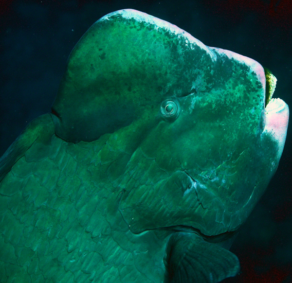 Bumphead parrotfish (Bolbometopon muricatum) headshot showing the fused parrot-like beak.